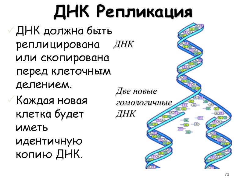 73 ДНК Репликация ДНК должна быть реплицирована или скопирована перед клеточным делением.  Каждая